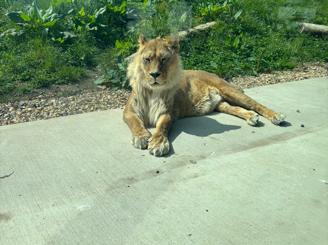 Belfast Zoo-Newtownabbey必去景点