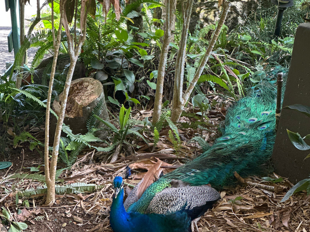 Waimea Falls-Pupukea必去景点