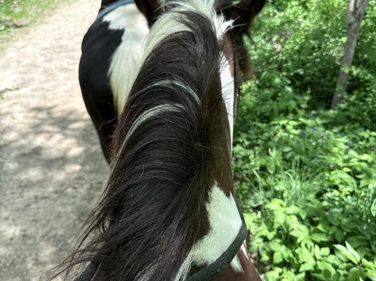 Shenandoah Riding Center-加利纳必去景点