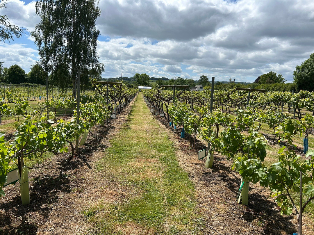 Little Oak Vineyard-奇平卡姆登必去景点