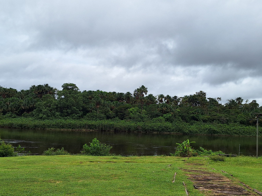 L'oiseau de Paradis主图