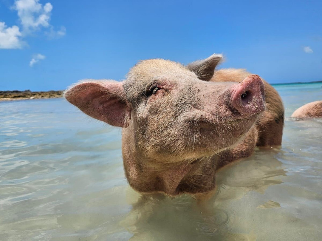 True Blue Charters | Spanish Wells Bahamas Guide-Spanish Wells必去景点