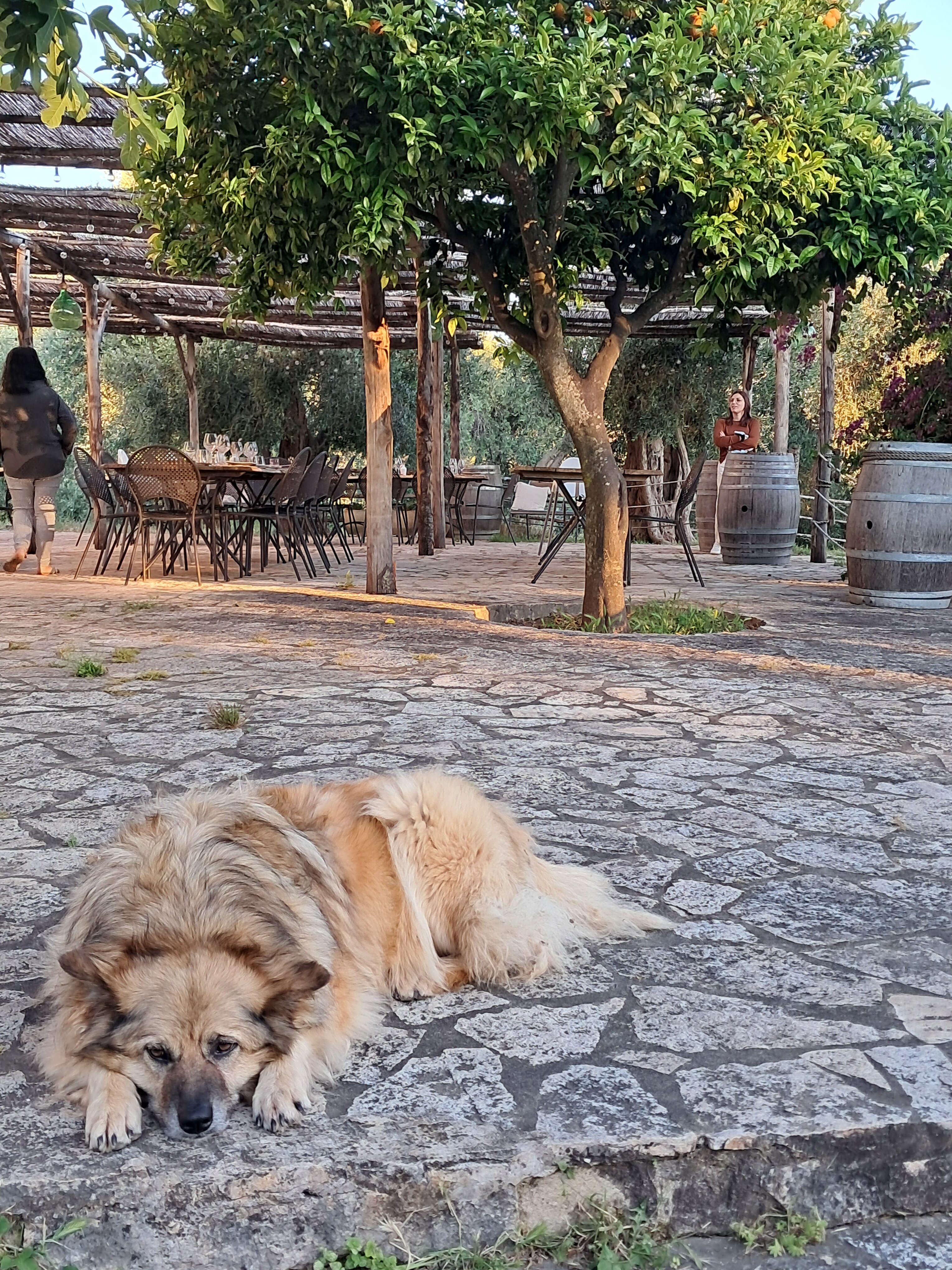 Masseria Procacci-官方