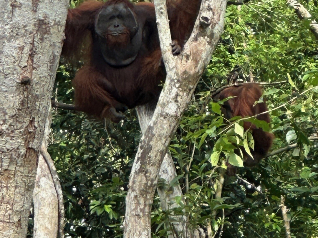 Orangutan Applause - Day Tours-Pangkalan Bun必去景点