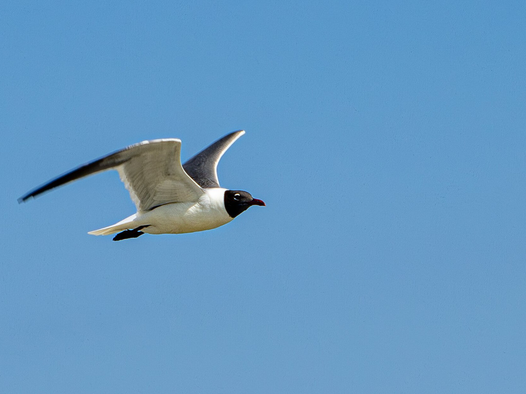 Kiawah Beachwalker Park景点图片