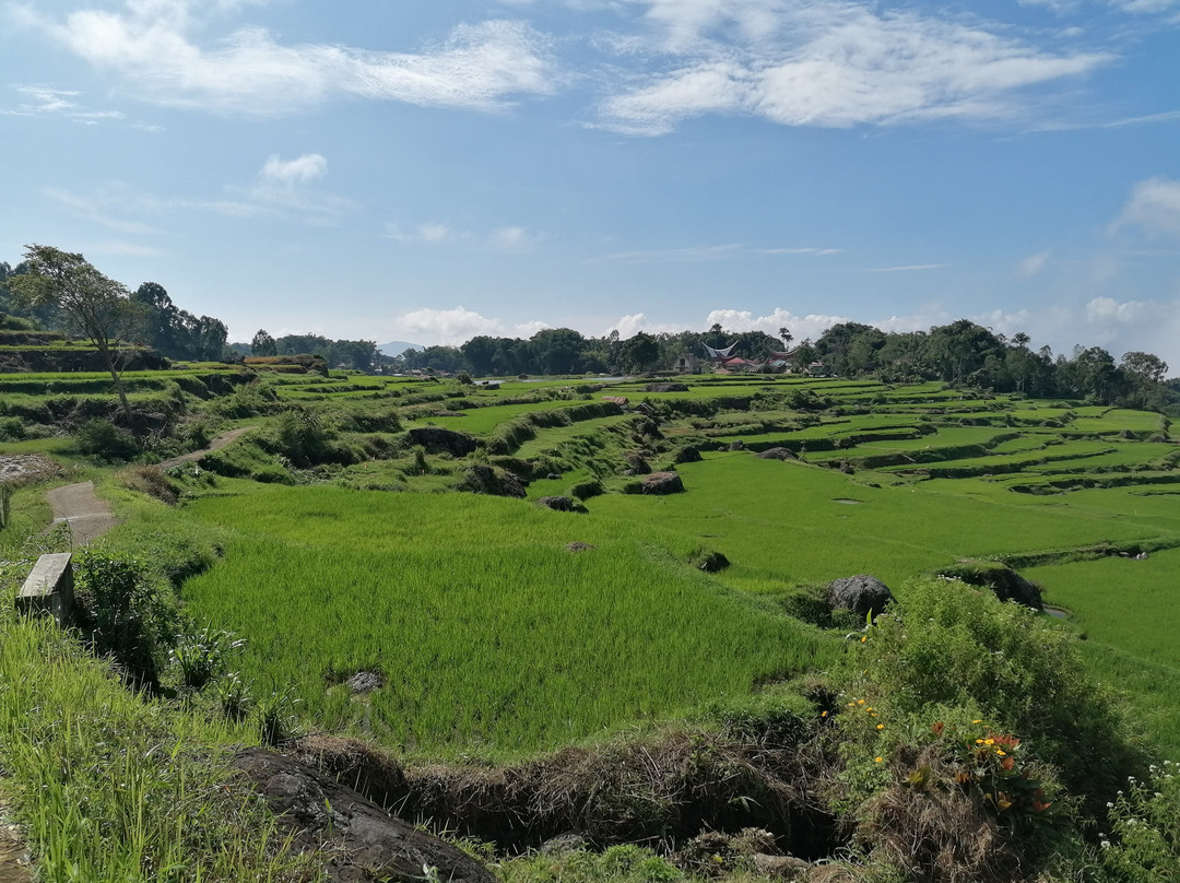 Tana Toraja Tours景点图片