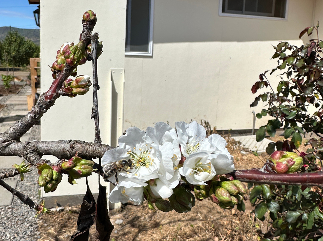 Hoasi Farm-Curacavi必去景点