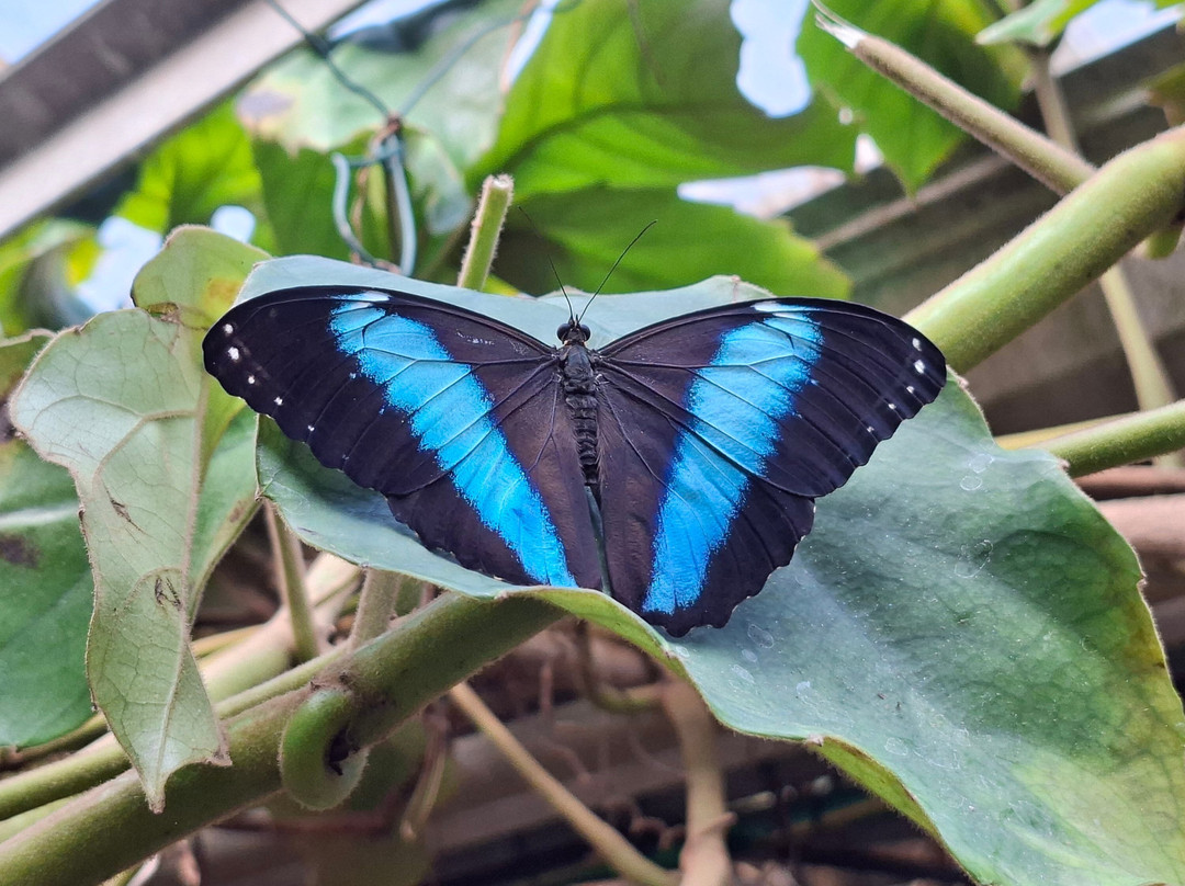 Fjarilshuset (Butterfly House)-斯德哥尔摩必去景点