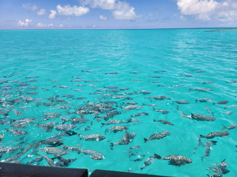 Bermuda Reef Explorer-汉密尔顿必去景点
