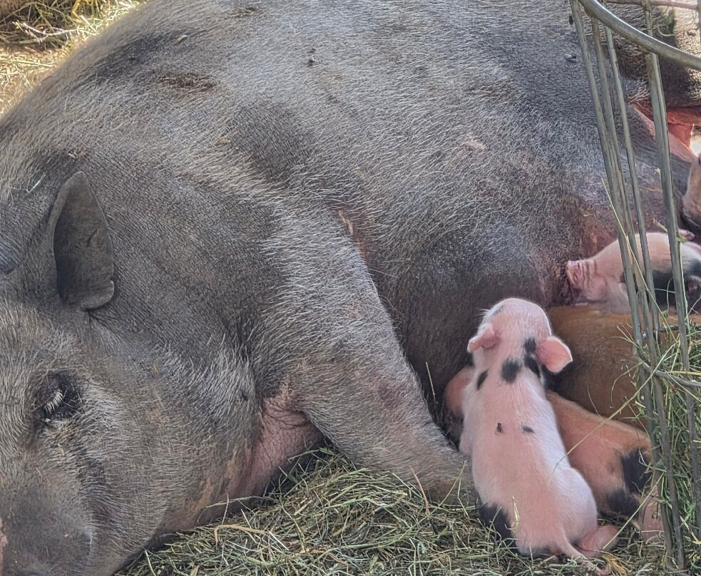 Wildpark Assling-Oberassling必去景点