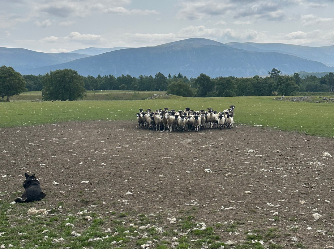Working Sheepdogs-Kincraig必去景点
