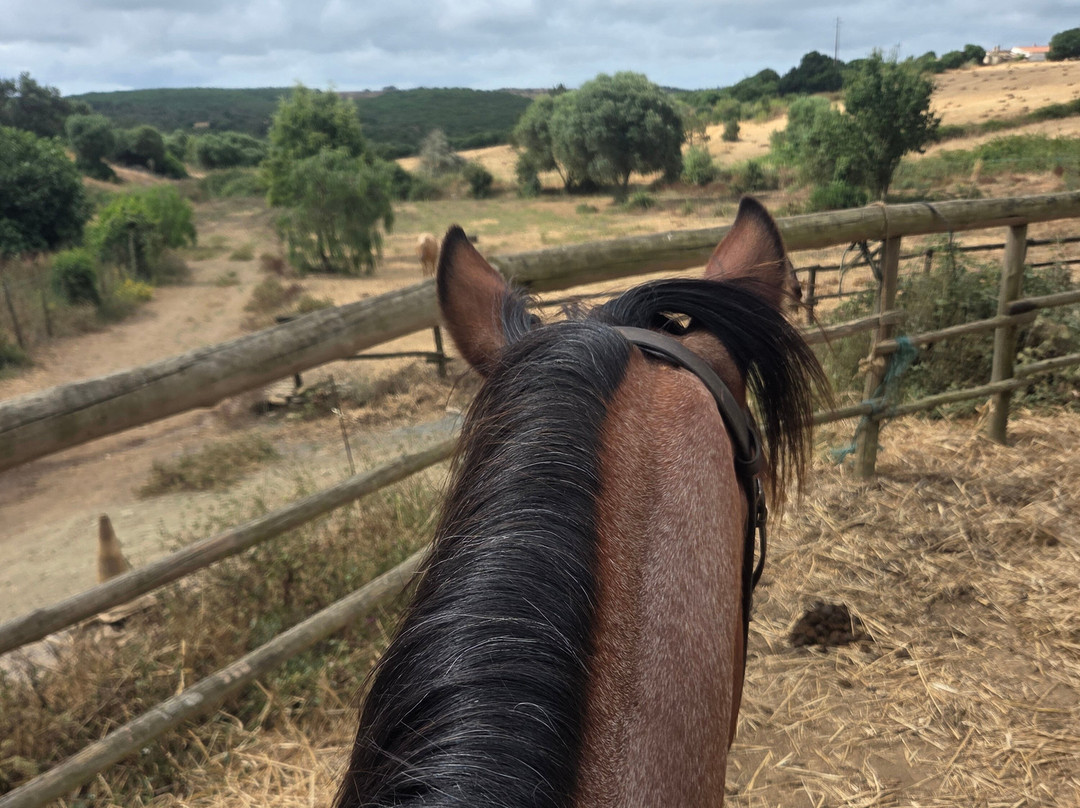 Horses in the Sun-拉各斯必去景点