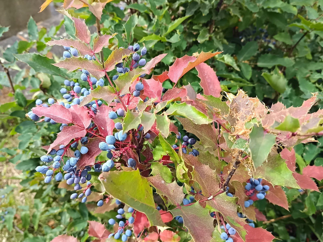 NaturoparC - Hunawihr-汉拿威必去景点