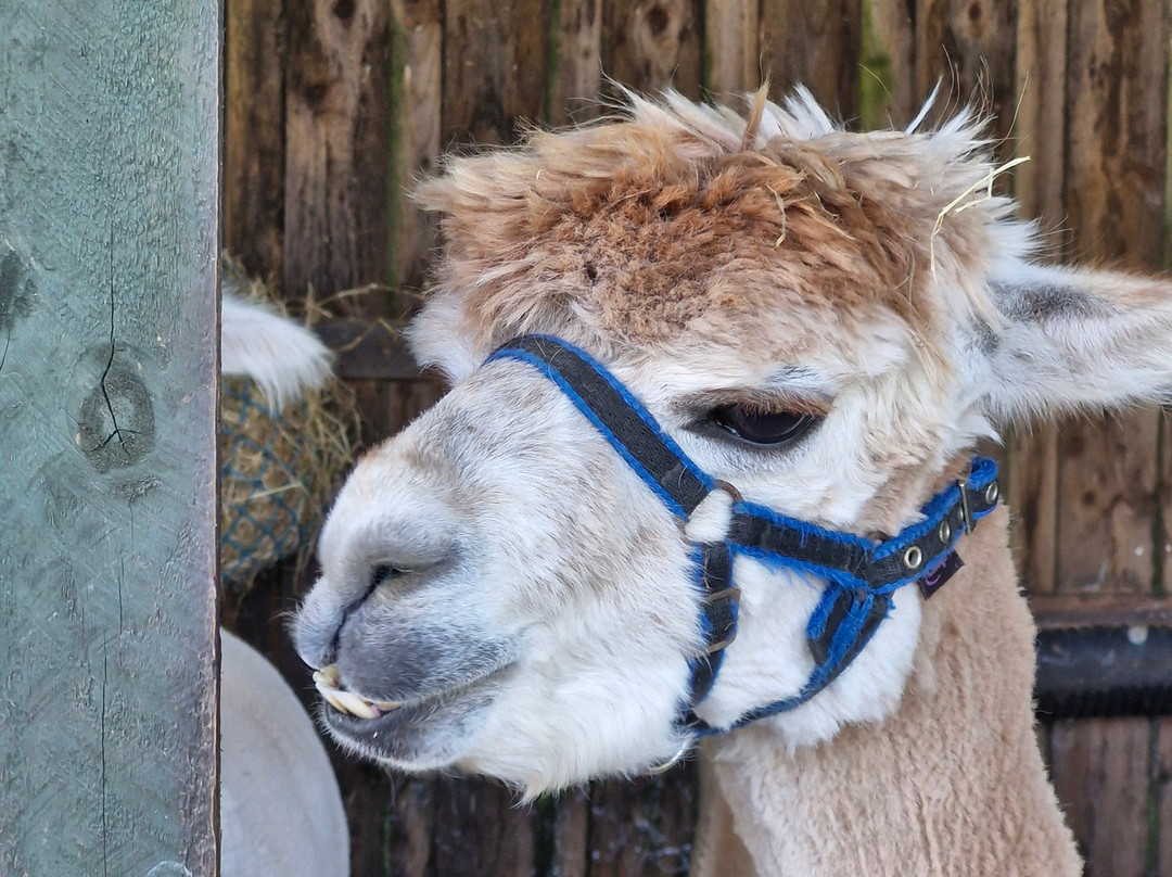 Larch Green Alpacas-格拉斯哥必去景点