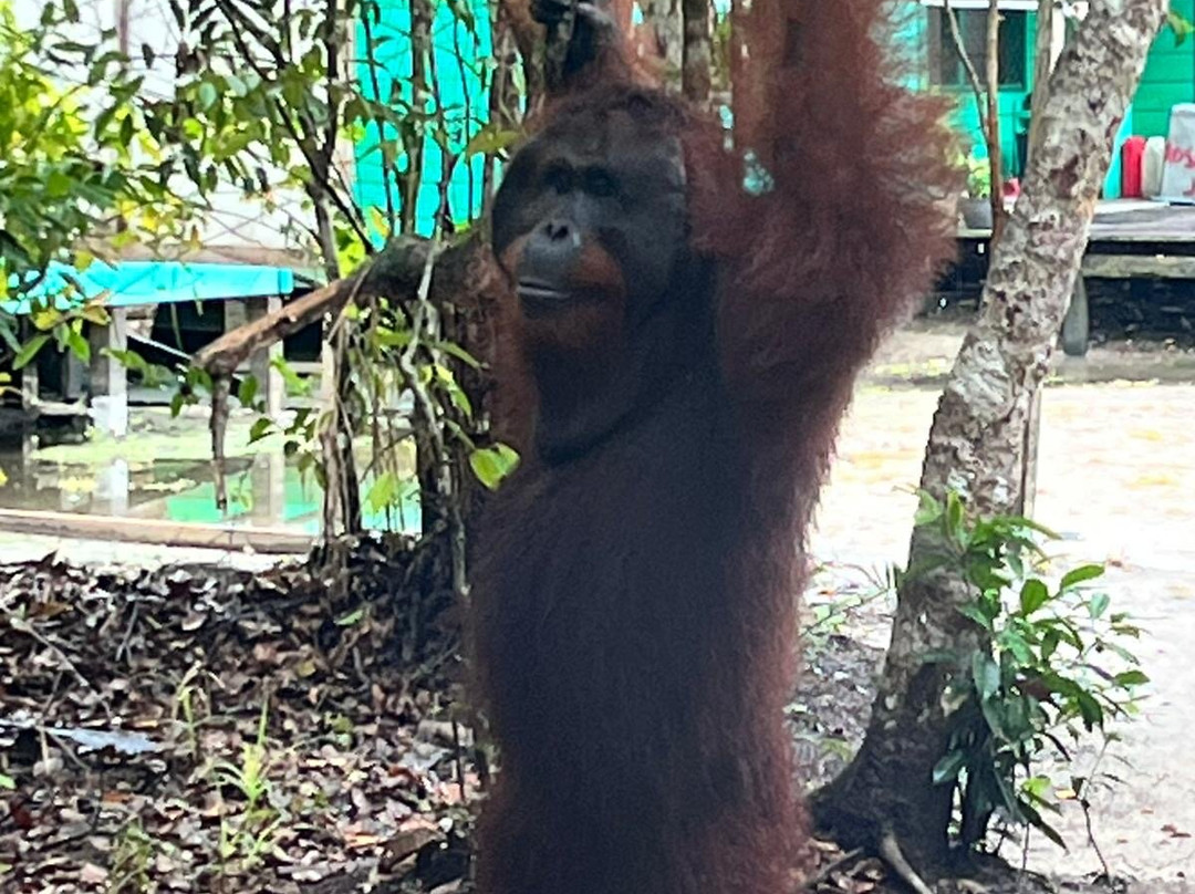 Tanjung Puting Borneo Tour-Pangkalan Bun必去景点