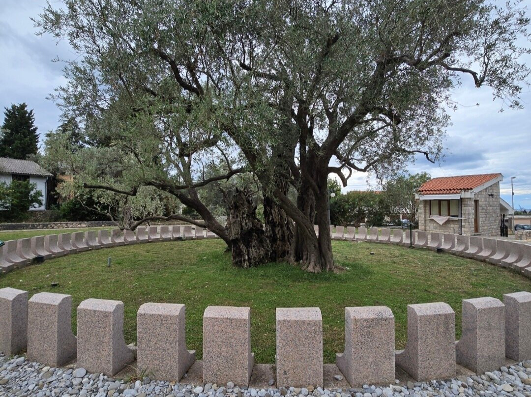 Old Olive Tree-Bar必去景点