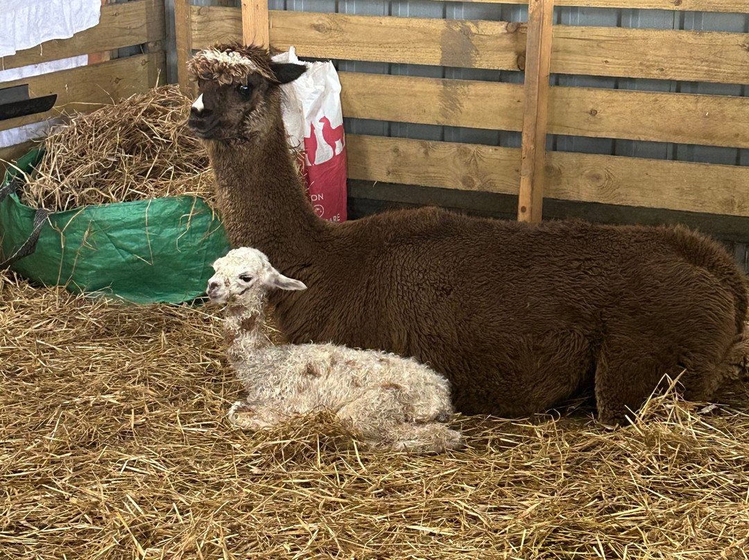 Bowbridge Alpacas Scotland-Peat Inn必去景点