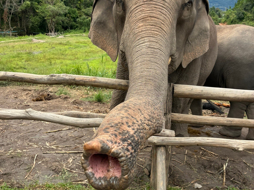Living Green Elephant Sanctuary-清迈必去景点