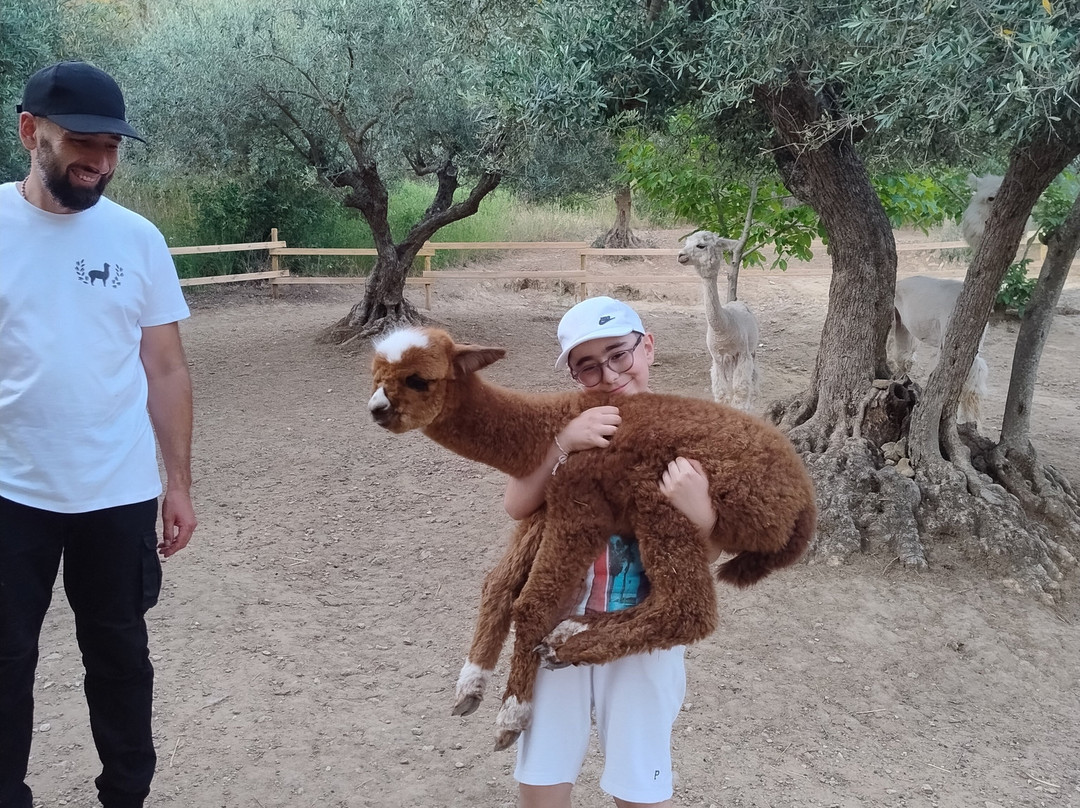 Basilicata Alpaca-Acerenza必去景点