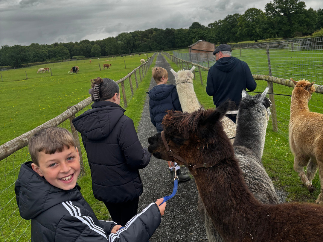 White Peak Alpaca Farm-Mobberley必去景点
