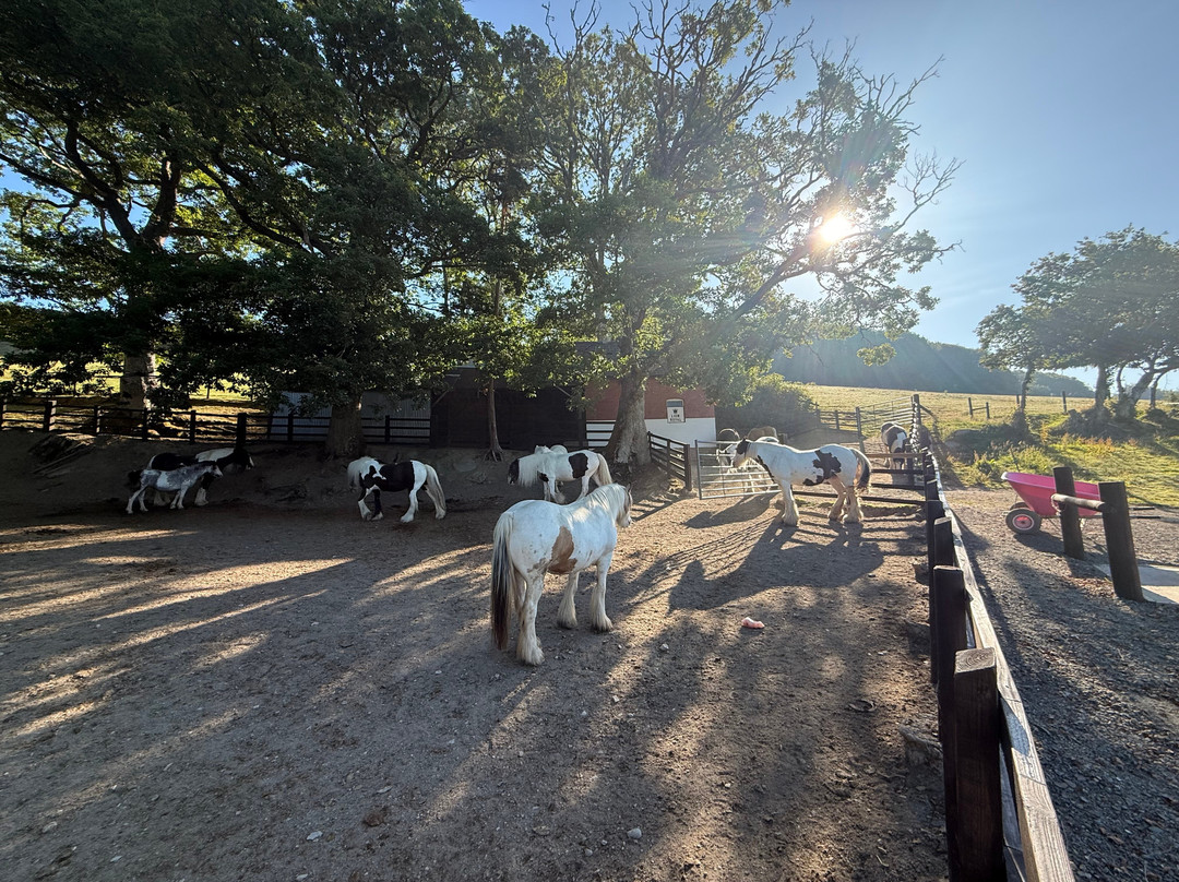 Pony Trekking by Lion Royal Hotel-Rhayader必去景点