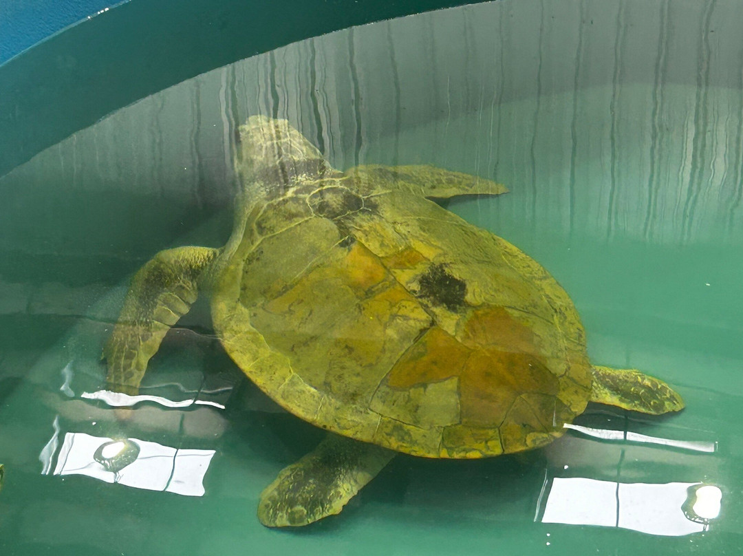 The Karen Beasley Sea Turtle Rescue and Rehabilitation Center-Surf City必去景点