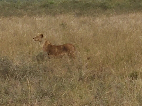 Jimfire Safaris and Transfers-Karen必去景点