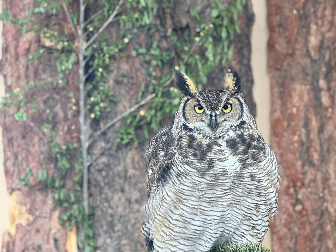 New Mexico Wildlife Center-Espanola必去景点