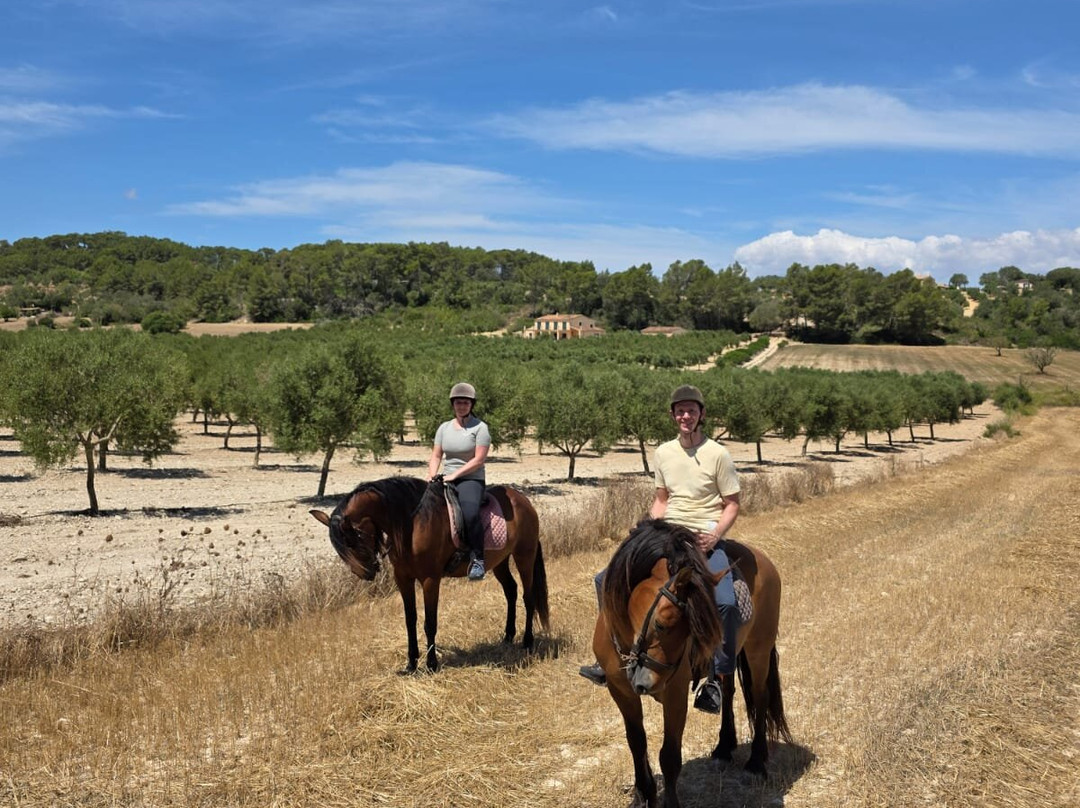 Mallorca Horses-马洛卡帕尔马必去景点