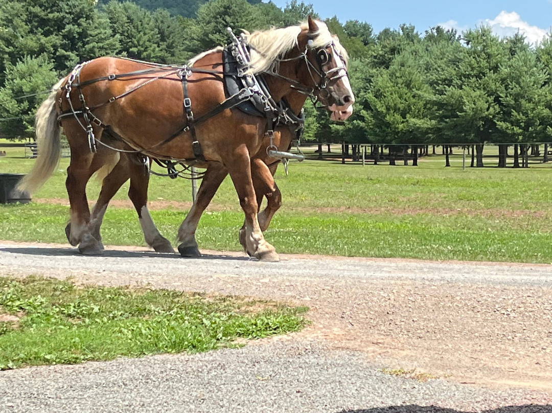 Ole Covered Wagon Tours-Wellsboro必去景点