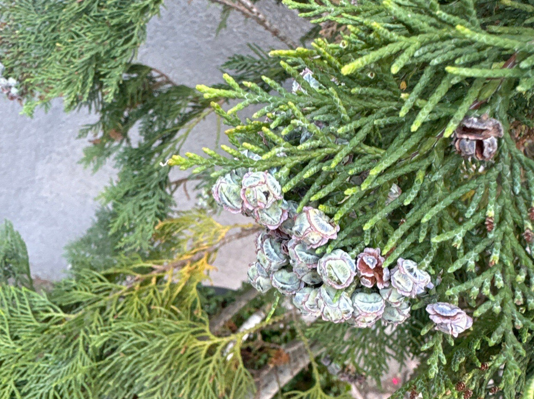 Restaurant Falkenhof