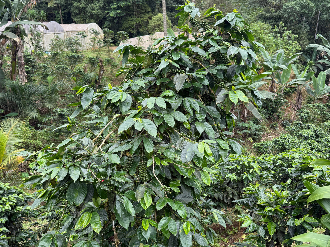 Costa Rica Explorer-主日镇必去景点