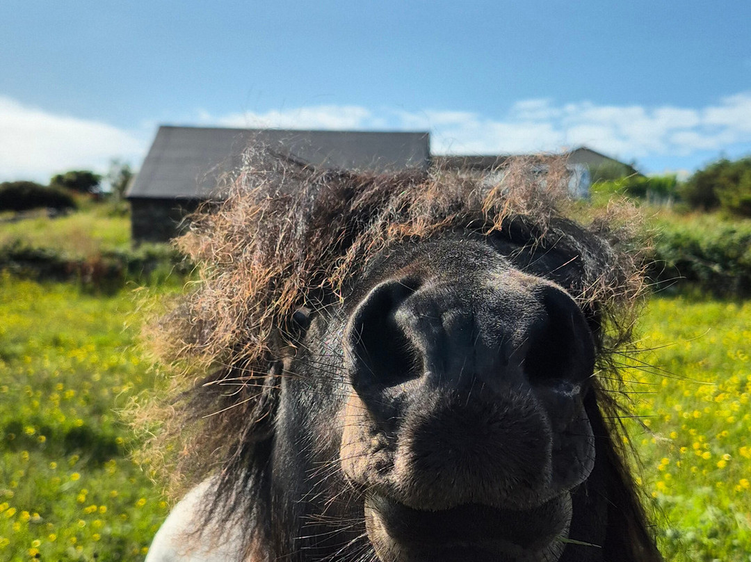 Shetland Nature-Unst必去景点