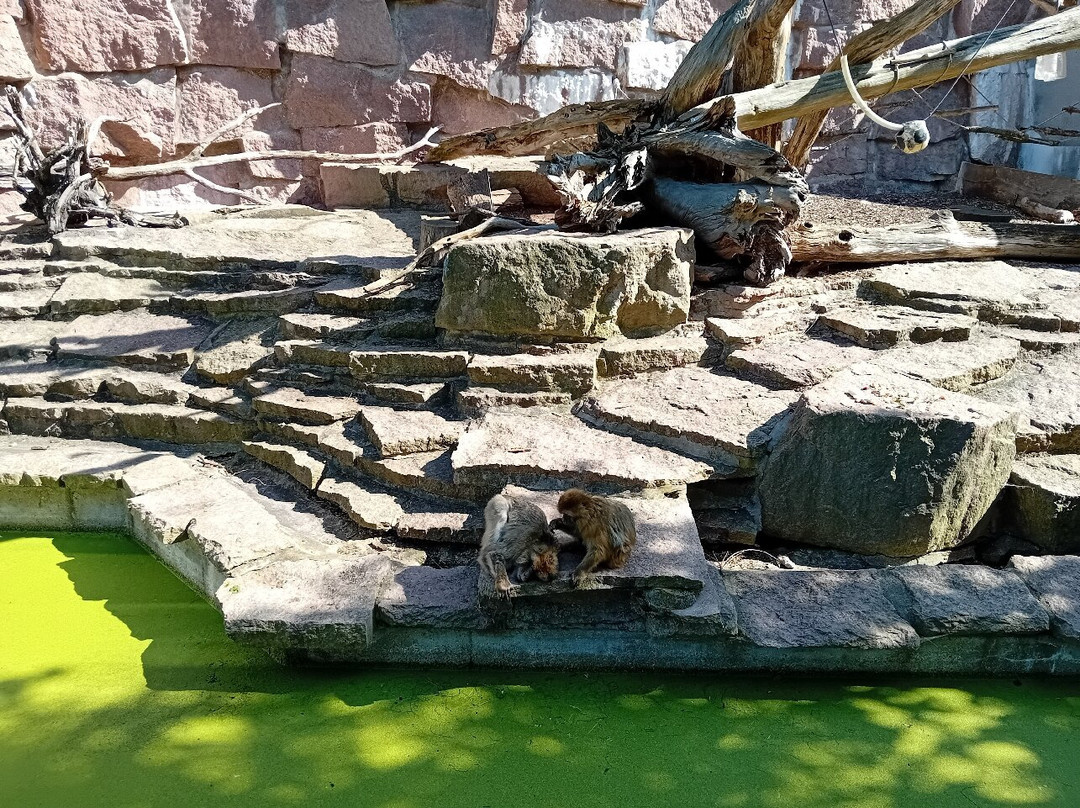 Zoo Halle (Mountain Zoo)-哈雷必去景点