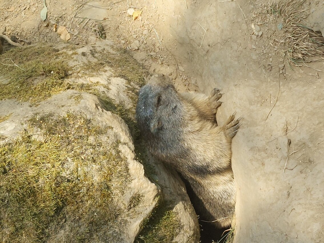 Parc Animalier Des Pyrénées-Ayzac-Ost必去景点