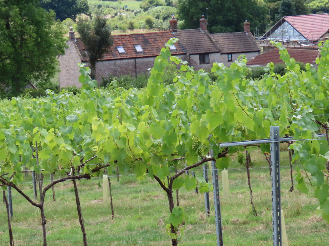 Wraxall Vineyard-Wraxall必去景点