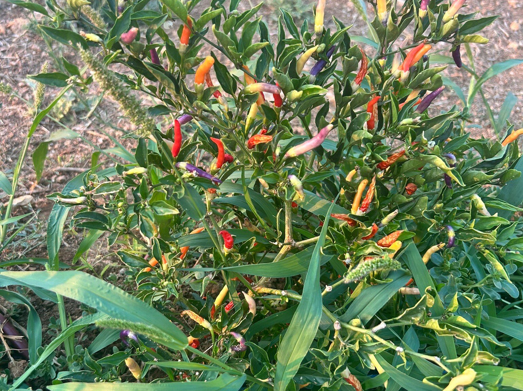 Icontadini-乌真托必去景点