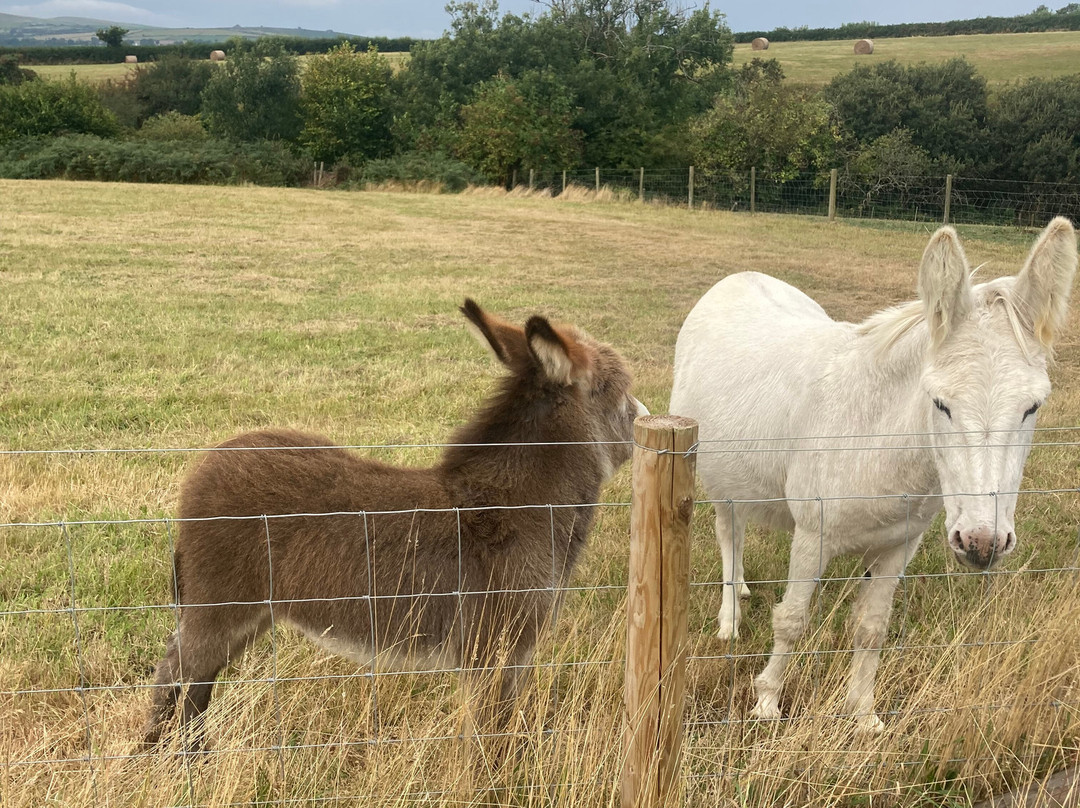 Dyfed Shire Horse Farm-Eglwyswrw必去景点
