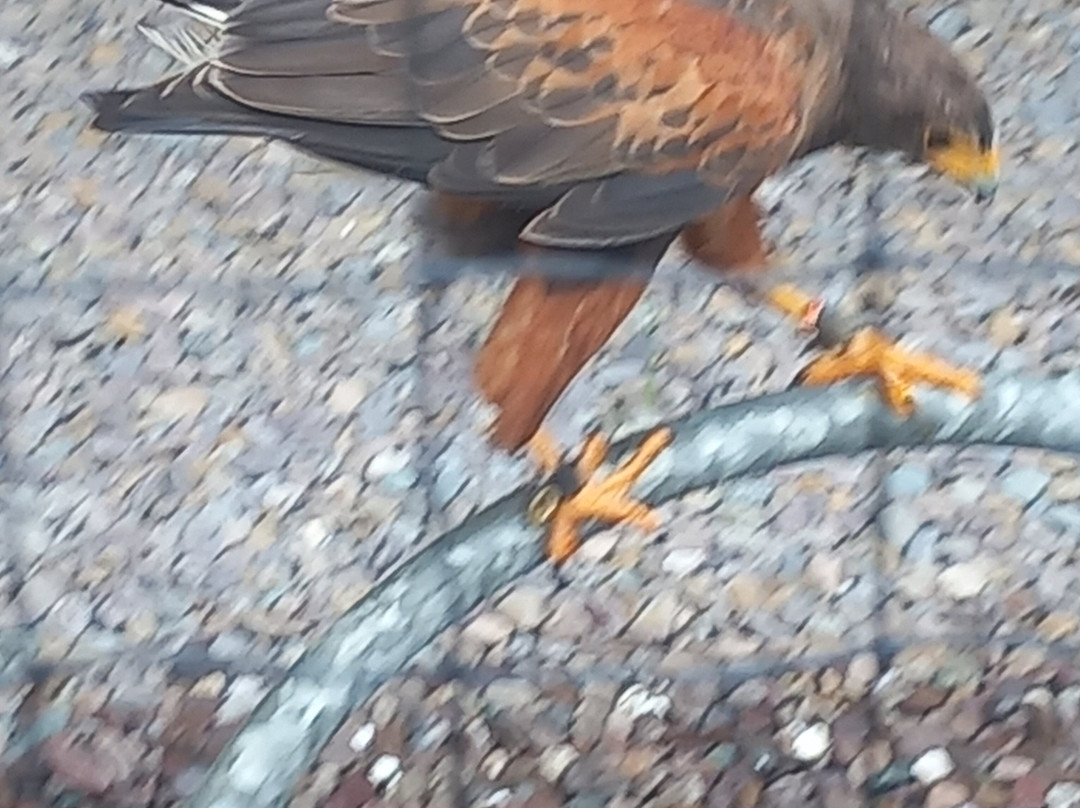 Wild Atlantic Wildlife Park-丁格尔必去景点