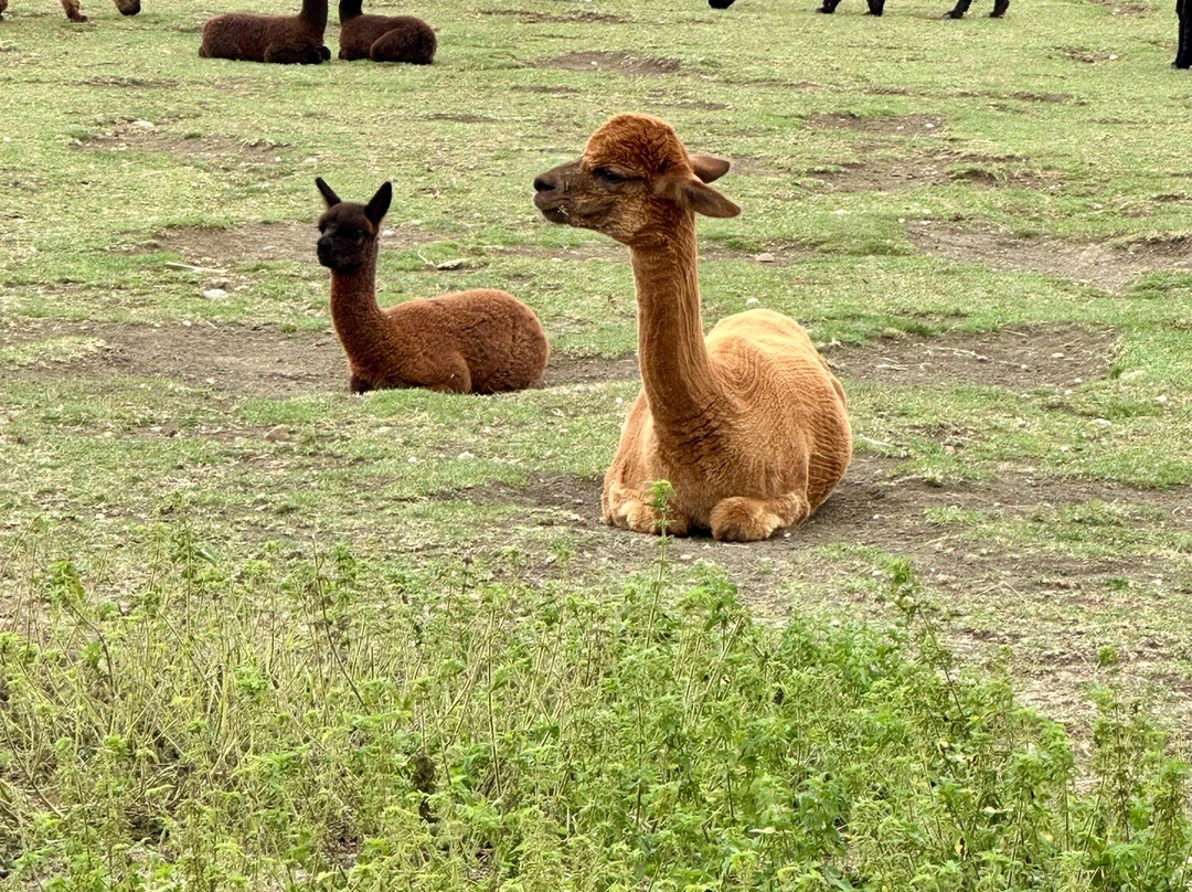 J and J Alpacas-特伦特河畔纽瓦克必去景点