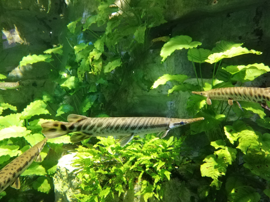 Aquarium de Lyon-La Mulatiere必去景点