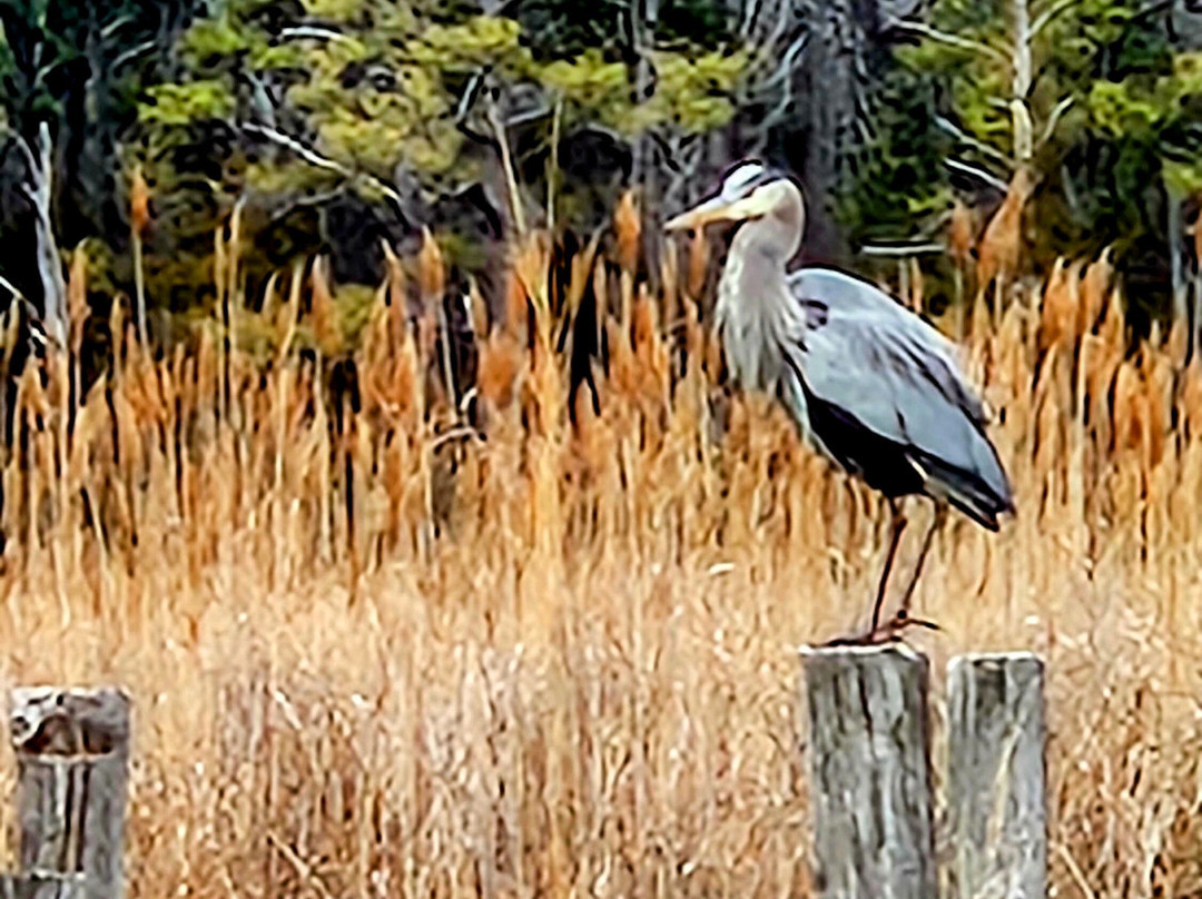 Wetipquin Park MD-Tyaskin必去景点