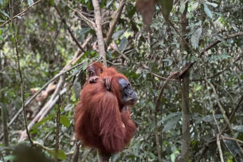 Sumatra Orangutan Jungle