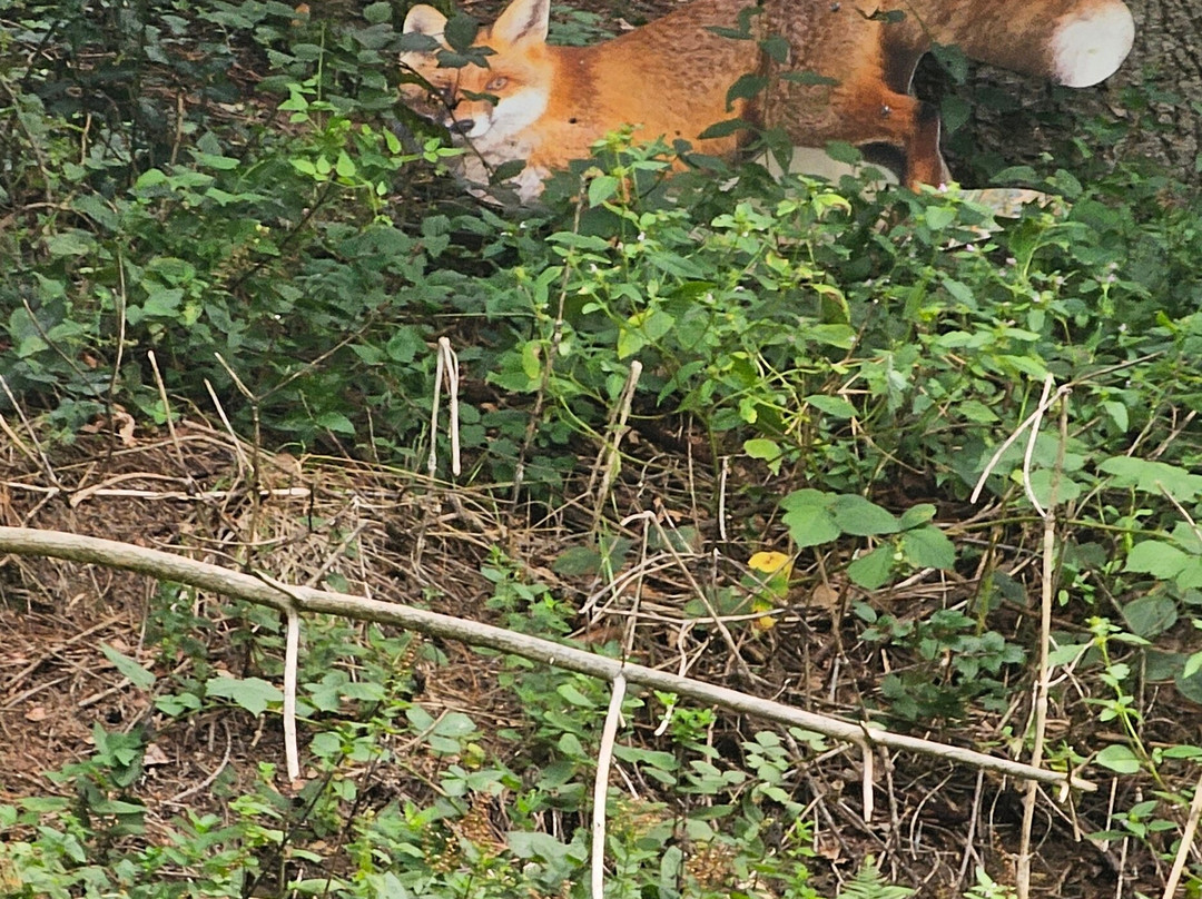 Hotel Schwarzenberg主图