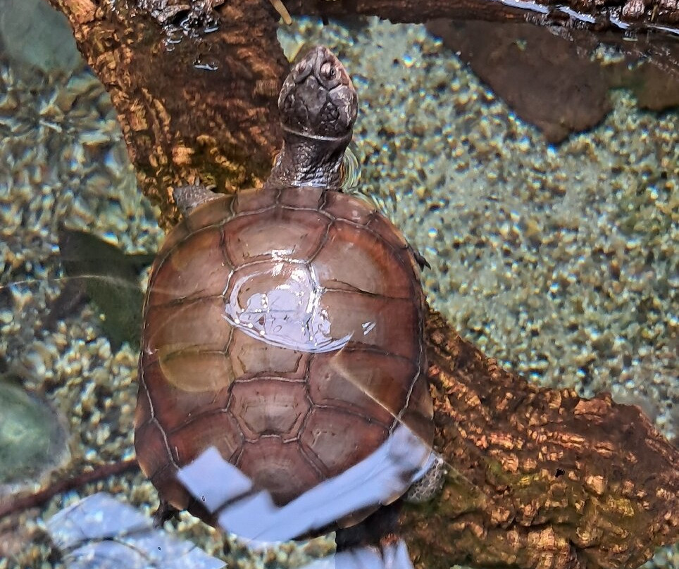 Aquarium Oniria-卡内鲁西永必去景点