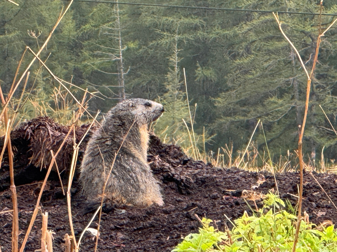 Résidence Odalys Référence Le Grand Panorama 1主图