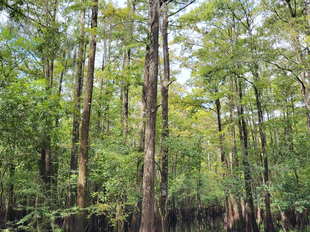 AirBoat Rides at Midway-Christmas必去景点