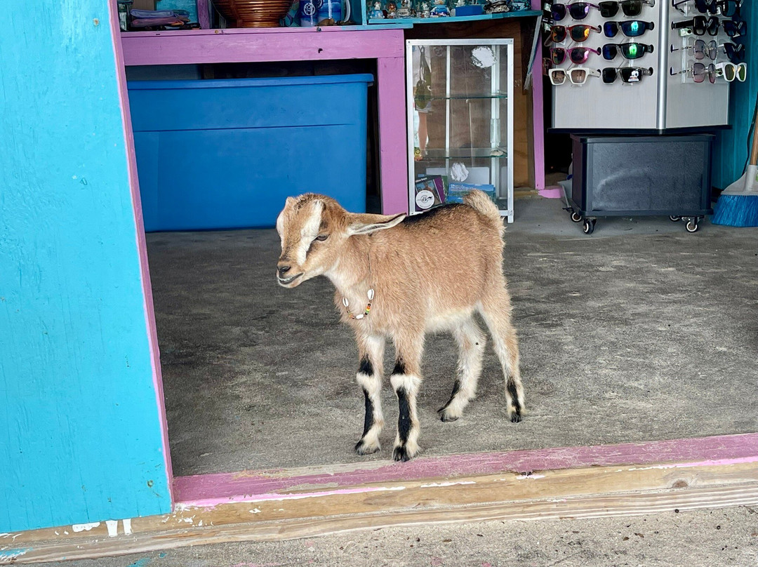 Local Flavor Charters-克鲁兹湾必去景点