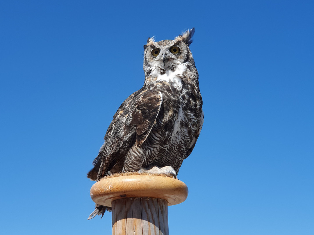 Adlerbuehne Ahorn-玛莉霍芬必去景点
