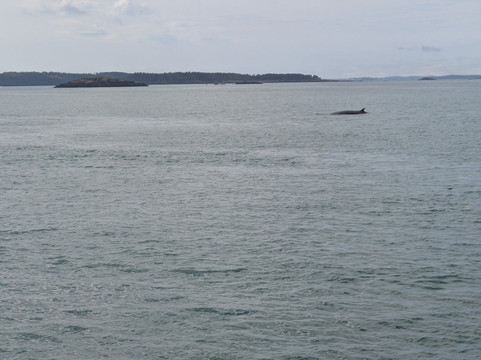 Quoddy Link Marine Inc.-Saint Andrews必去景点